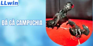 Đá Gà Campuchia - Trường Đấu Uy Tín & Mẹo Từ Chuyên Gia